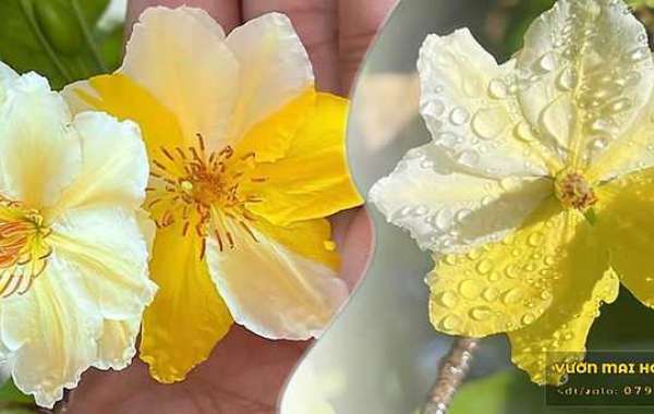 Vườn Mai Tết: Bí Quyết Chăm Sóc để Hoa Nở Đúng Dịp và Mang Lộc Đến Gia Đình